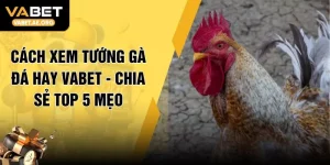 Cách Xem Tướng Gà Đá Hay VABET - Chia Sẻ Top 5 Mẹo