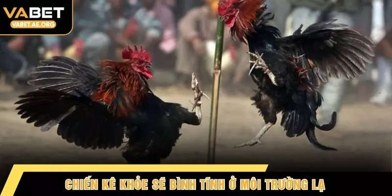 Chiến kê khỏe sẽ bình tĩnh ở môi trường lạ