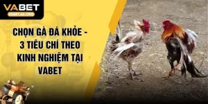 Chọn Gà Đá Khỏe - 3 Tiêu Chí Theo Kinh Nghiệm Tại VABET