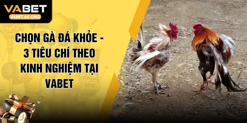 Chọn Gà Đá Khỏe - 3 Tiêu Chí Theo Kinh Nghiệm Tại VABET