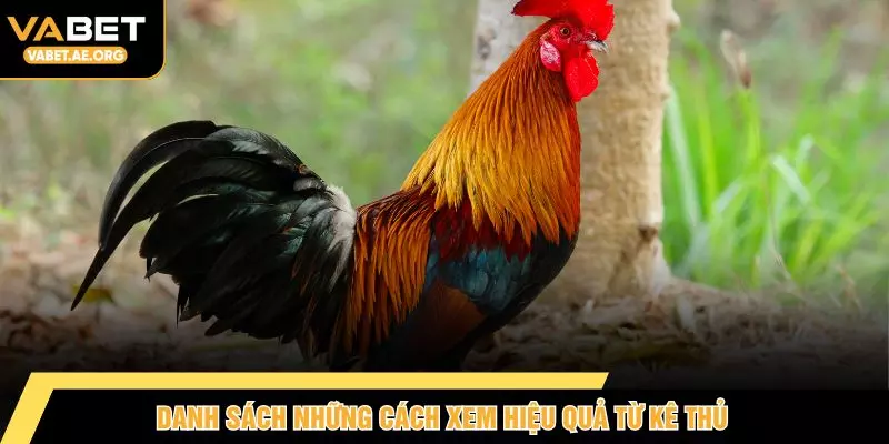 Danh sách những cách xem hiệu quả từ kê thủ