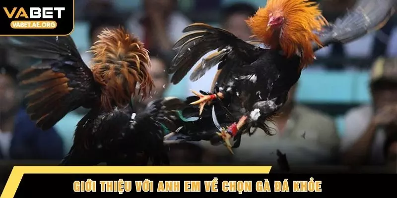 Giới thiệu với anh em về chọn gà đá khỏe
