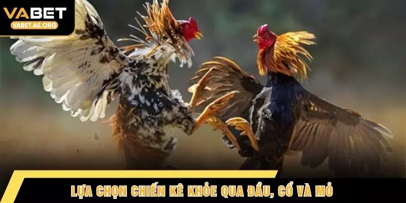 Lựa chọn chiến kê khỏe qua đầu, cổ và mỏ
