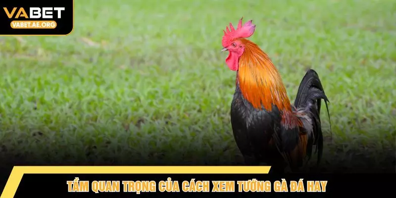 Tầm quan trọng của cách xem tướng gà đá hay