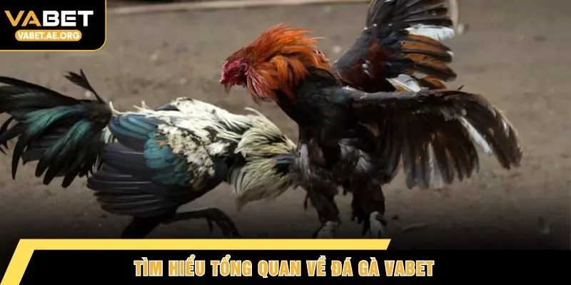 Tìm hiểu tổng quan về đá gà VABET